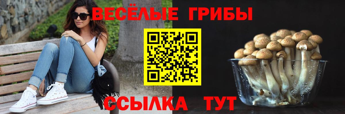Кингисепп  Псилоцибиновые грибы Psilocybe  Вход с VPN 